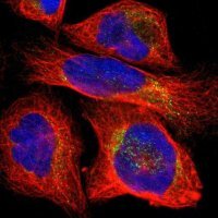 Anti-PLCXD1 antibody produced in rabbit