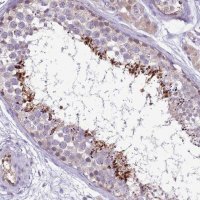 Anti-PLCXD3 antibody produced in rabbit 