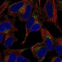 Anti-PLCXD3 antibody produced in rabbit 