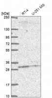 Anti-PLEKHB2 antibody produced in rabbit