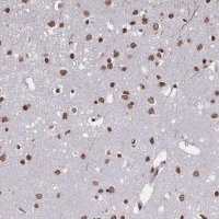 Anti-PLEKHG5 antibody produced in rabbit 