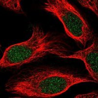 Anti-PLEKHG5 antibody produced in rabbit 