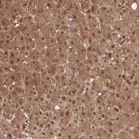 Anti-PLPPR2 antibody produced in rabbit 
