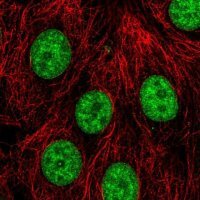 Anti-PLRG1 antibody produced in rabbit 