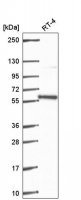 Anti-PLRG1 antibody produced in rabbit 