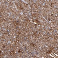 Anti-PLSCR4 antibody produced in rabbit 