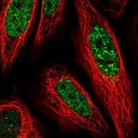 Anti-PLSCR4 antibody produced in rabbit 