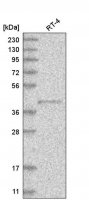 Anti-PM20D2 antibody produced in rabbit HPA030326-100UL