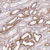 Anti-PMAIP1 antibody produced in rabbit HPA051063-100UL
