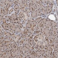 Anti-PMM1 antibody produced in rabbit HPA030712-100UL