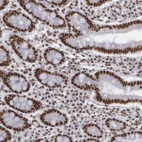 Anti-PNN antibody produced in rabbit
