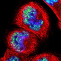 Anti-PNN antibody produced in rabbit