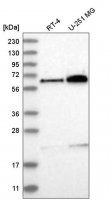 Anti-POC5 antibody produced in rabbit 