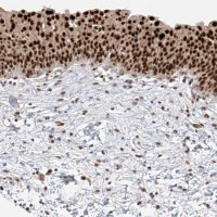 Anti-POGK antibody produced in rabbit