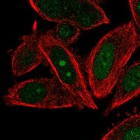 Anti-POLE3 antibody produced in rabbit 