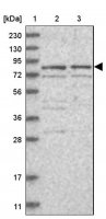 Anti-POLH antibody produced in rabbit