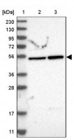 Anti-POLR1E antibody produced in rabbit HPA022527-100UL