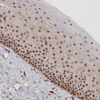 Anti-POLR2B antibody produced in rabbit 
