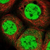 Anti-POLR2B antibody produced in rabbit 