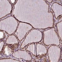 Anti-POLR2G antibody produced in rabbit 
