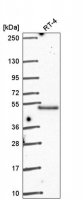 Anti-POLR2M antibody produced in rabbit 
