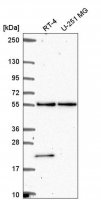 Anti-POLR3D antibody produced in rabbit 