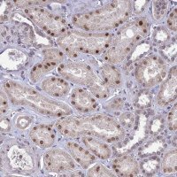 Anti-POP4 antibody produced in rabbit