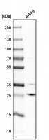 Anti-POP4 antibody produced in rabbit
