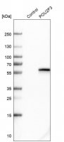Anti-POU2F3 antibody produced in rabbit 
