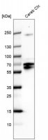 Anti-POU3F4 antibody produced in rabbit