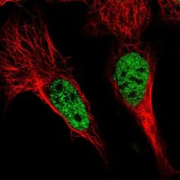 Anti-POU4F3 antibody produced in rabbit 