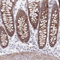 Anti-PPIH antibody produced in rabbit HPA059019-100UL