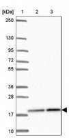 Anti-PPIH antibody produced in rabbit HPA059019-100UL