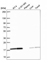 Anti-PPIL1 antibody produced in rabbit