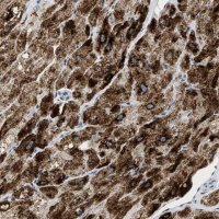 Anti-PPM1L antibody produced in rabbit 