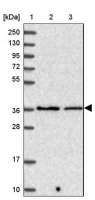 Anti-PPP2CA antibody produced in rabbit 