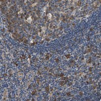 Anti-PPP2R1B antibody produced in rabbit 