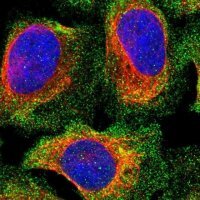 Anti-PPP3CC antibody produced in rabbit