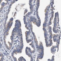 Anti-PPP5C antibody produced in rabbit HPA029065-100UL