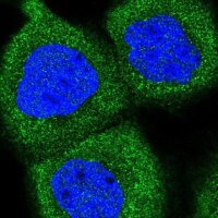 Anti-PPP6R1 antibody produced in rabbit HPA043989-100UL