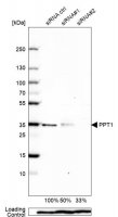Anti-PPT1 antibody produced in rabbit 