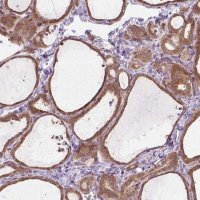 Anti-PRAG1 antibody produced in rabbit 