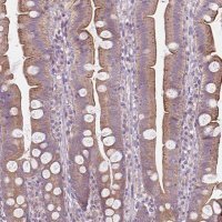 Anti-PRAG1 antibody produced in rabbit 
