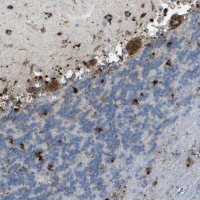 Anti-PRCP antibody produced in rabbit 