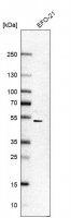 Anti-PRCP antibody produced in rabbit 