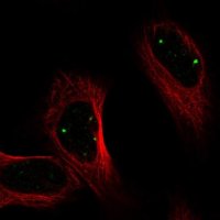 Anti-PRDM15 antibody produced in rabbit 