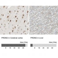 Anti-PRDM2 antibody produced in rabbit 