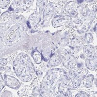 Anti-PRDM7 antibody produced in rabbit 
