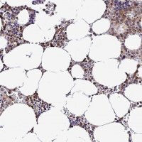 Anti-PRIM1 antibody produced in rabbit