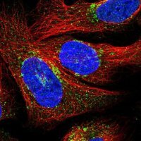 Anti-PRIM1 antibody produced in rabbit